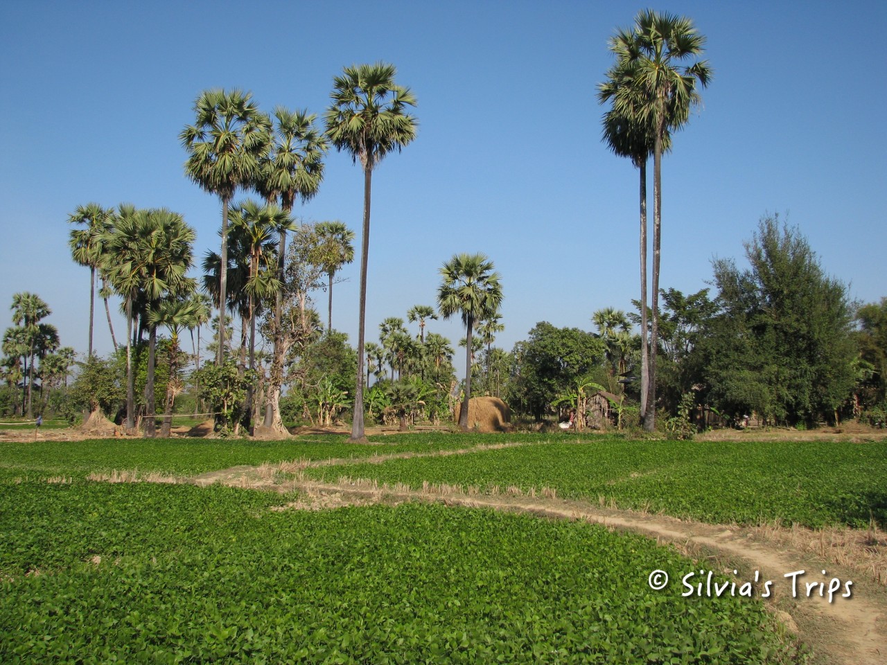Silvia's Trips a Taungoo, Myanmar