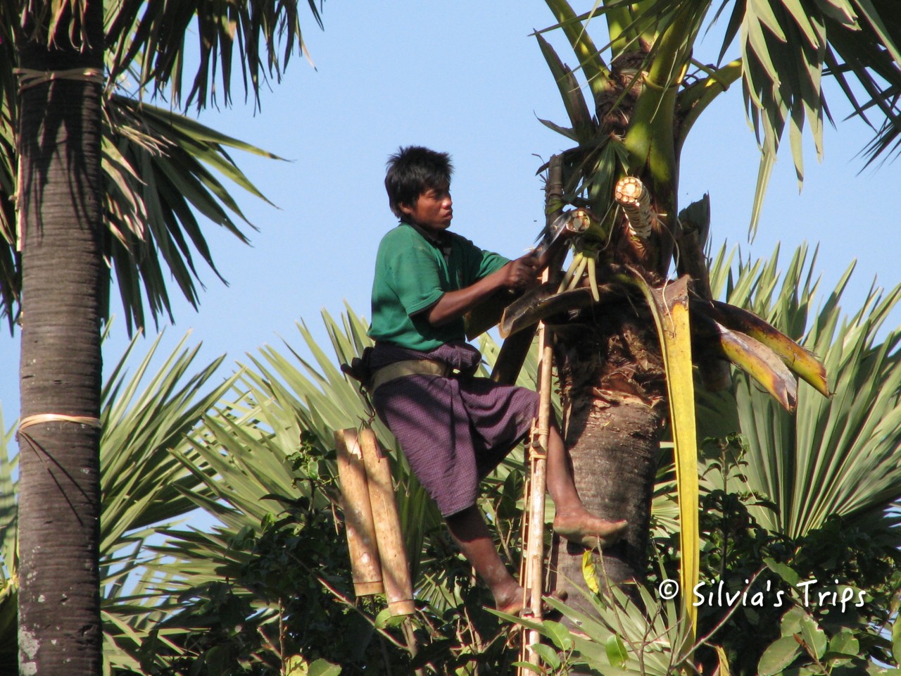 Silvia's Trips a Taungoo, MyanmarSilvia's Trips a Taungoo, Myanmar