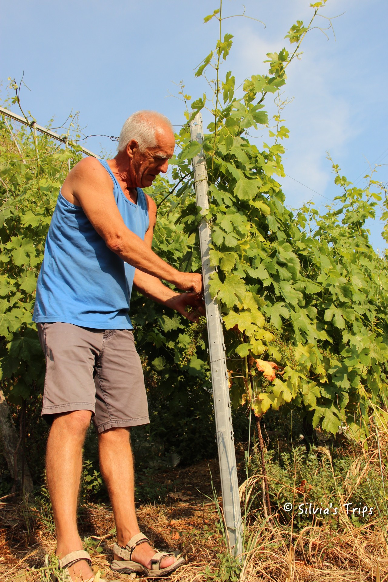 Bartolomeo Lercari, known as Bartalo, in his CheO vineyard above Vernazza