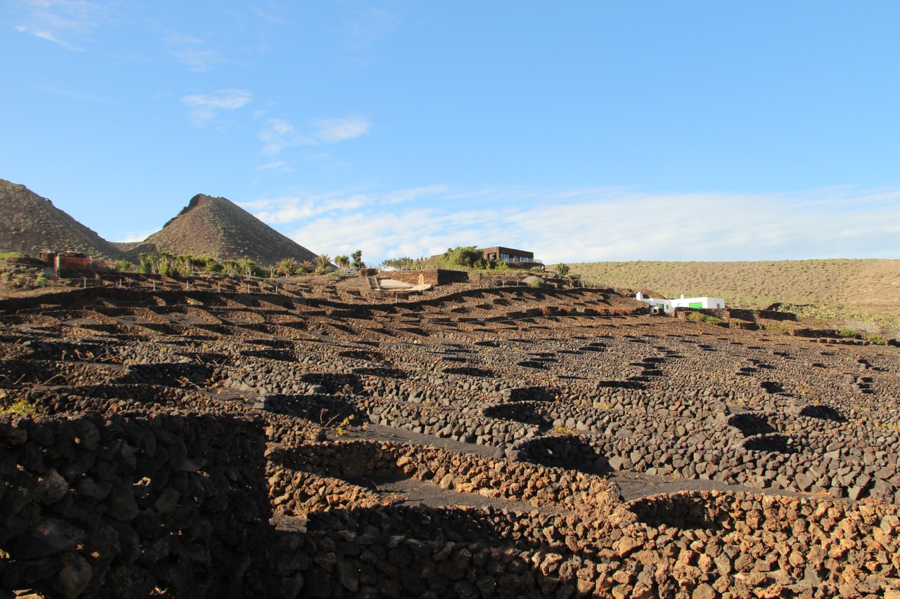 Vines in volcanic ash hollows at La Geria