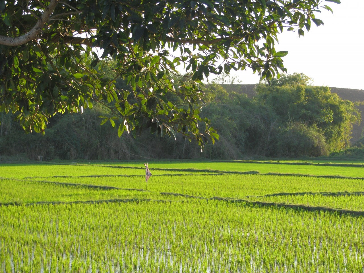 Chiang Rai travel guide