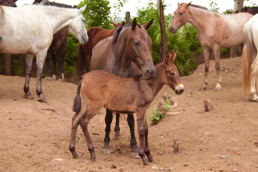 Horses and foals at the Sayta ranch