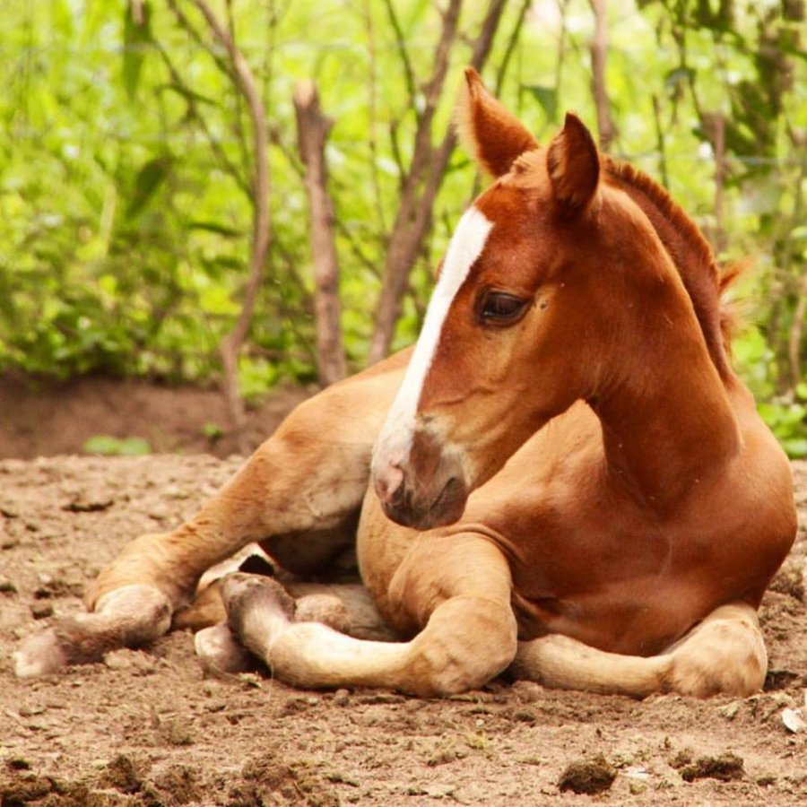 Horses and foals at the Sayta ranch