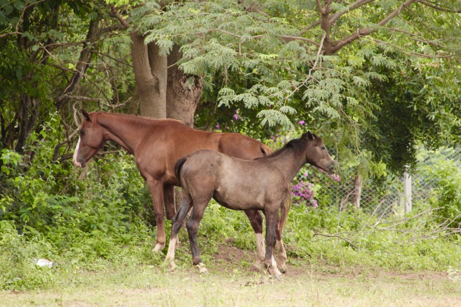Horses and foals at the Sayta ranch