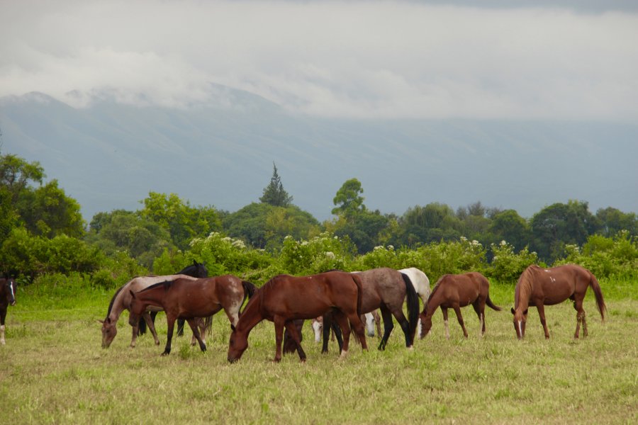 Riding with gauchos in northern Argentina