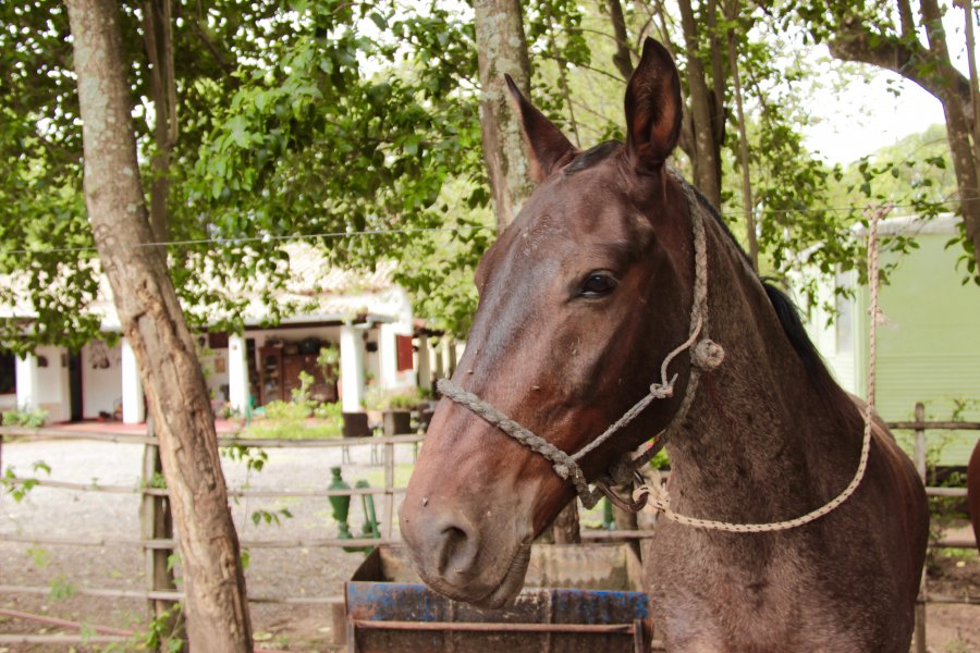 Riding with gauchos in northern Argentina