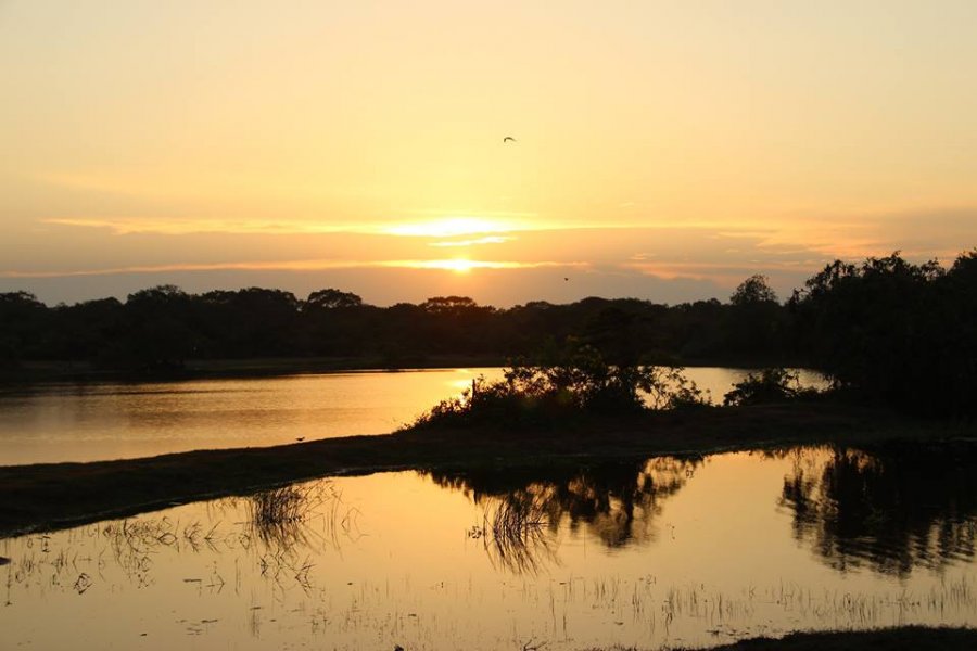 Waterbirds over a lagoon in Yala National Park