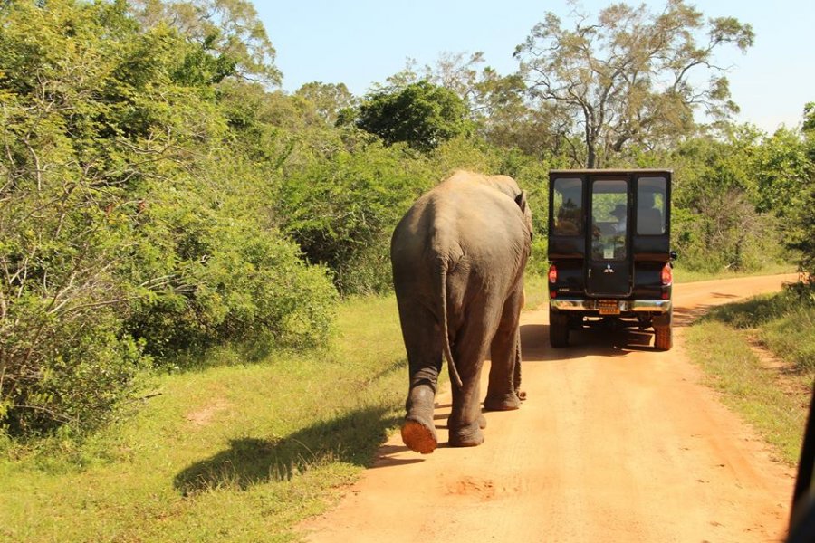 A wild elephant crossing the track in Yala