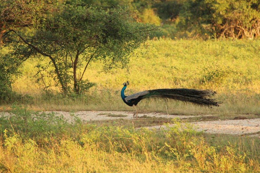 The Yala National Park, © Silvia's Trips