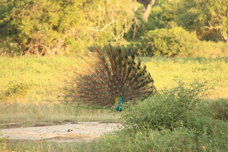 The Yala National Park, © Silvia's Trips