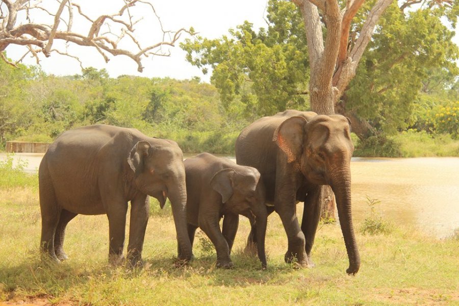 The Yala National Park, © Silvia's Trips