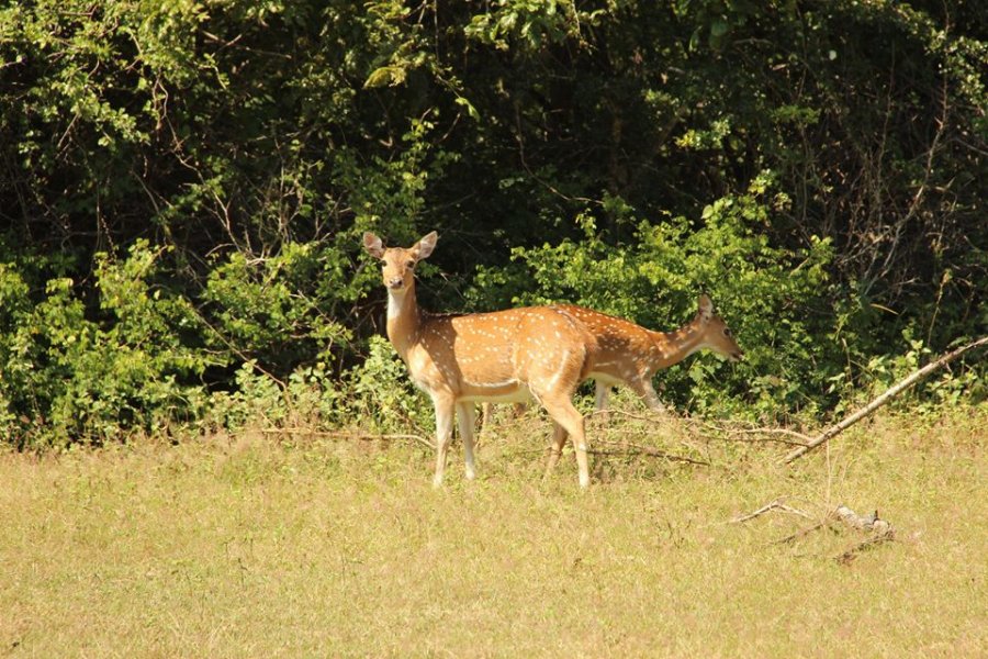 The Yala National Park, © Silvia's Trips