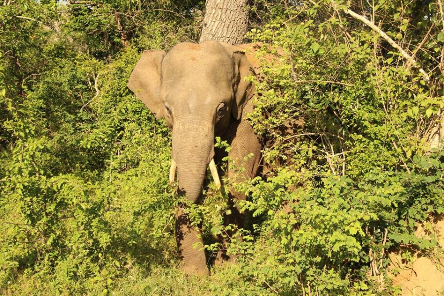 The Yala National Park, © Silvia's Trips