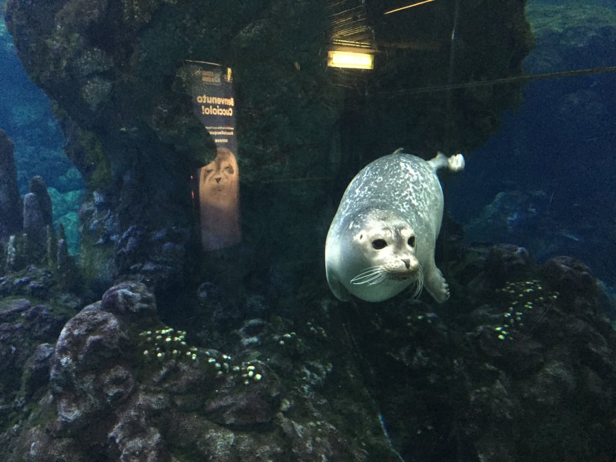 A large tank at the Genoa Aquarium