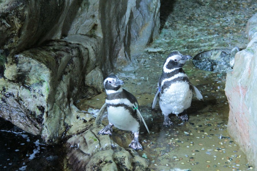 Viaggio dietro le quinte dell'acquario di Genova
