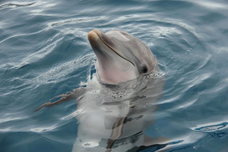 Viaggio dietro le quinte dell'acquario di Genova
