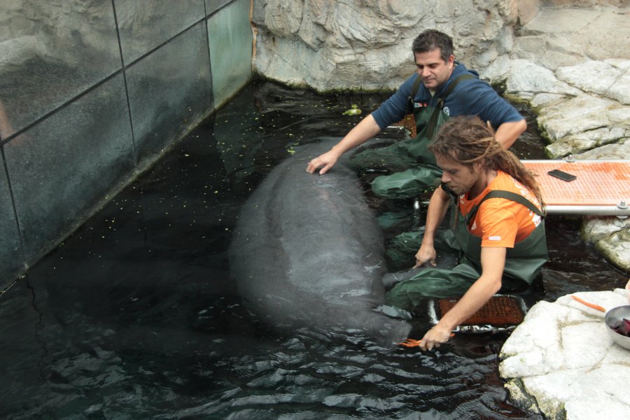 A manatee at the Genoa Aquarium