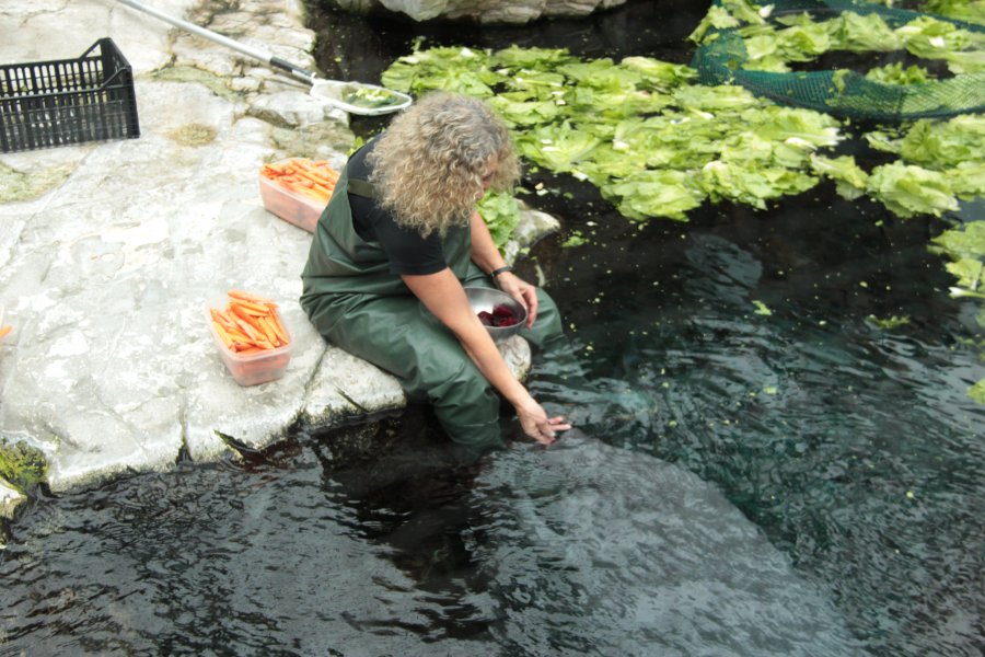 Behind the scenes among the tanks at the Genoa Aquarium