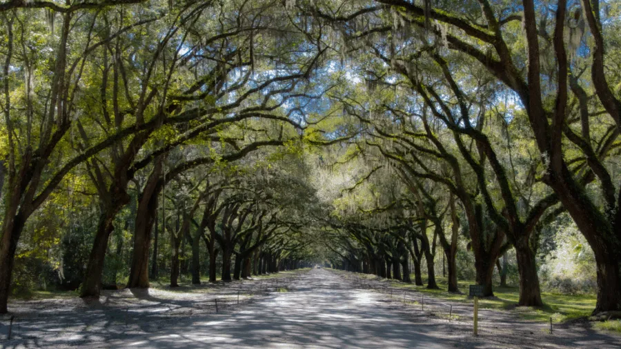 Why I fell head over heels for Savannah: a solo female traveller’s guide