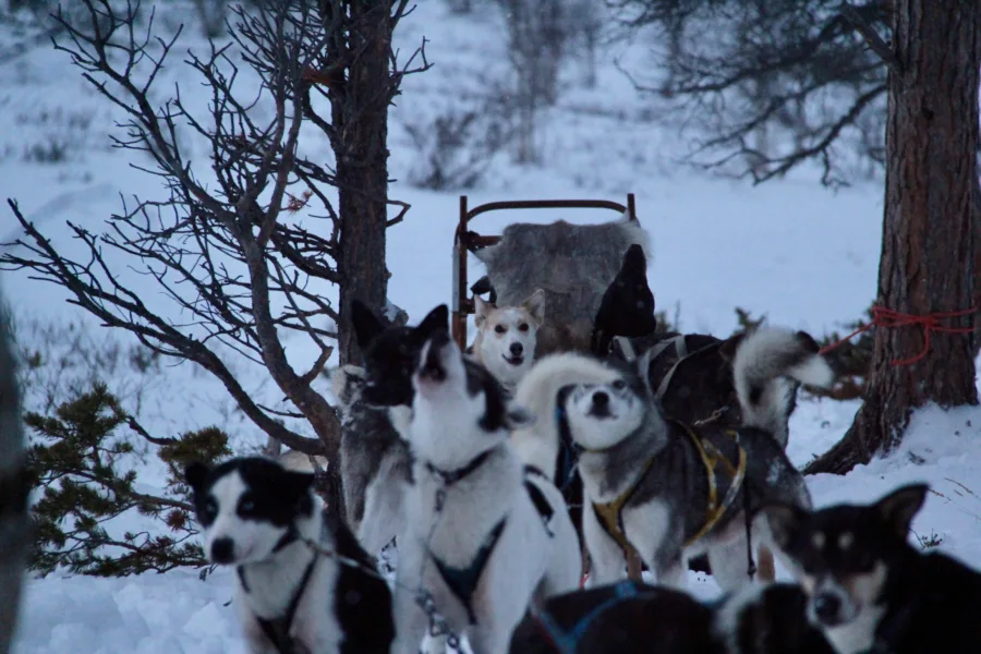 Three Magical Days in Abisko