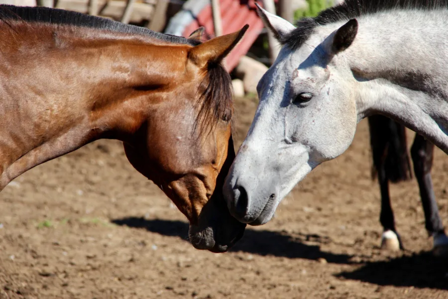 Tucumán and Tafí del Valle: Gateway to Northwest Argentina