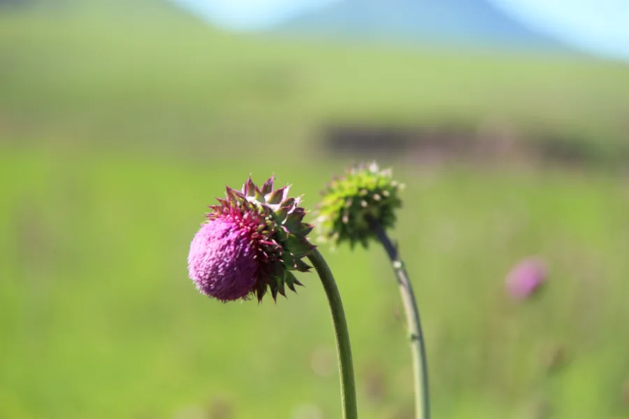 Tucumán and Tafí del Valle: Gateway to Northwest Argentina