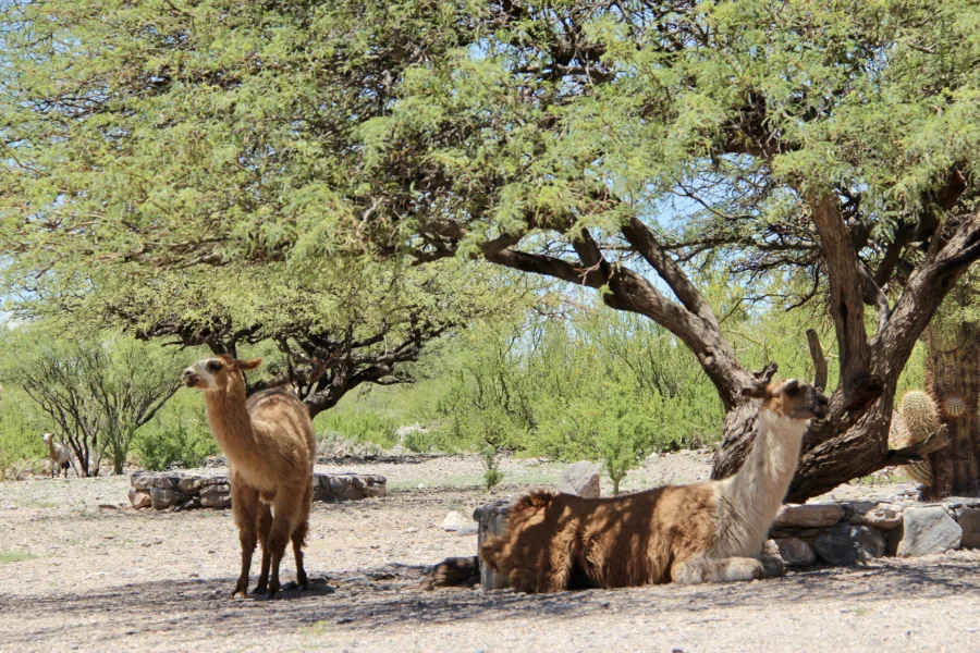 Tucumán and Tafí del Valle: Gateway to Northwest Argentina