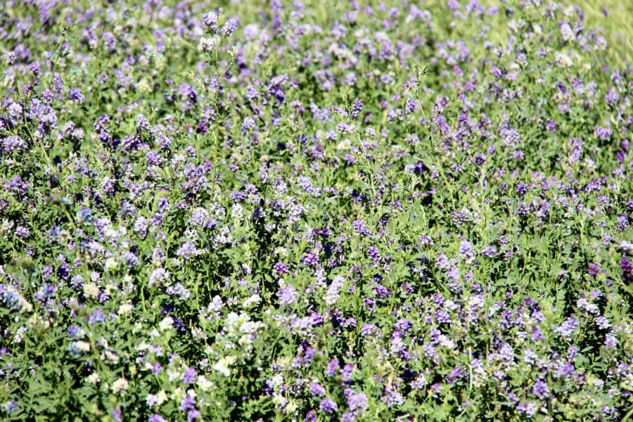 Cachi and the Calchaquí Valleys