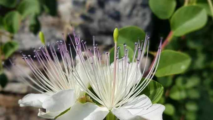 Caper plant in white-and-violet flower growing from the stone of Genoa's Mura della Marina sea walls
