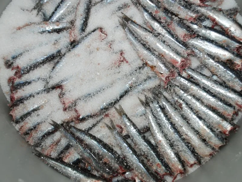 Fresh anchovies layered with salt in an arbanella jar